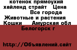 котенок прямоухий  хайленд страйт › Цена ­ 10 000 - Все города Животные и растения » Кошки   . Амурская обл.,Белогорск г.